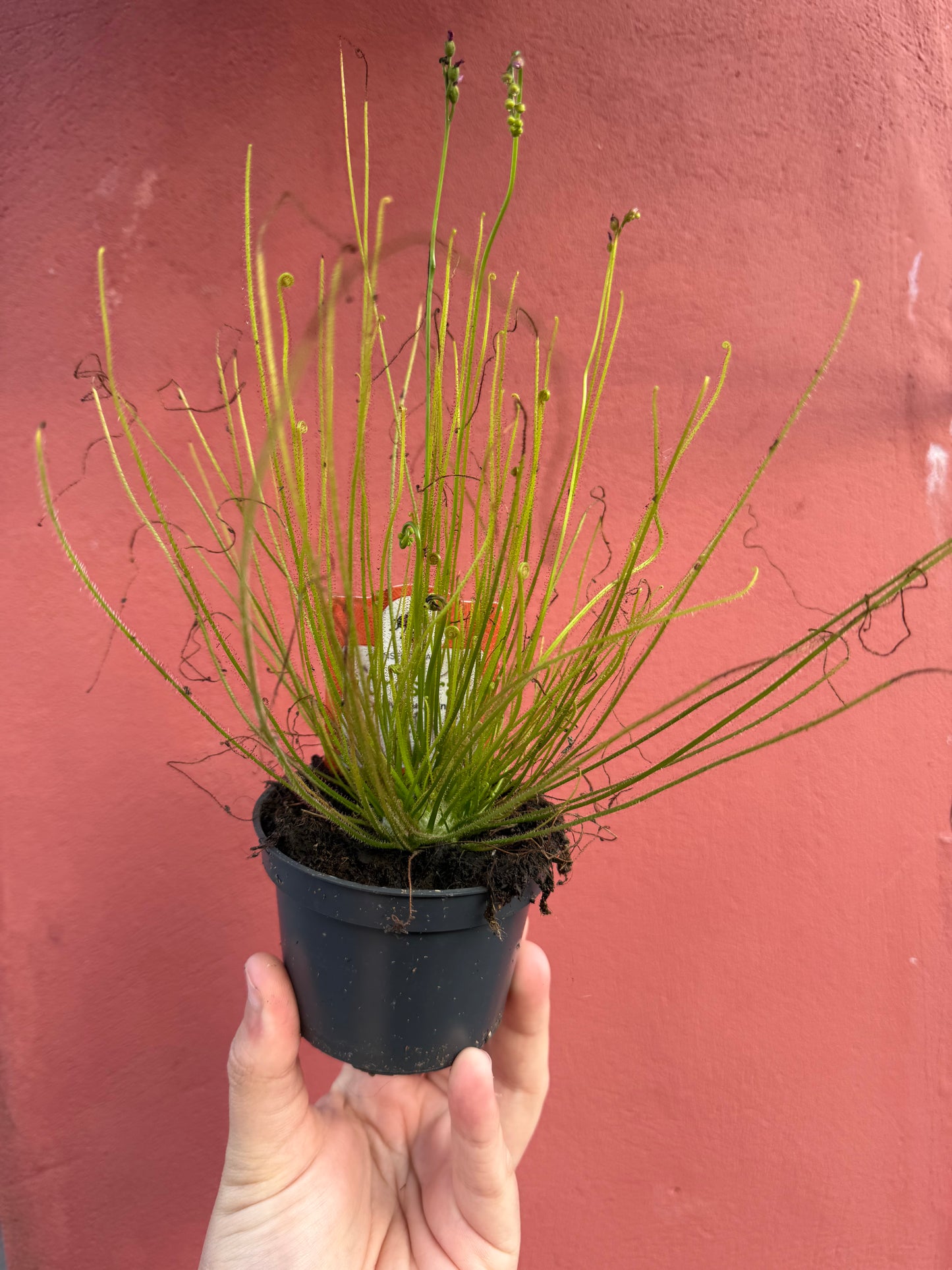 Drosera (Mixed)