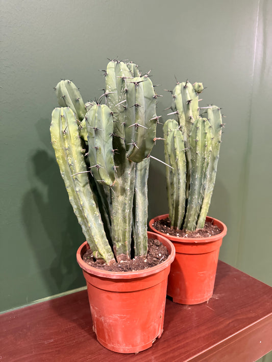 Myrtillocactus Geometrizans