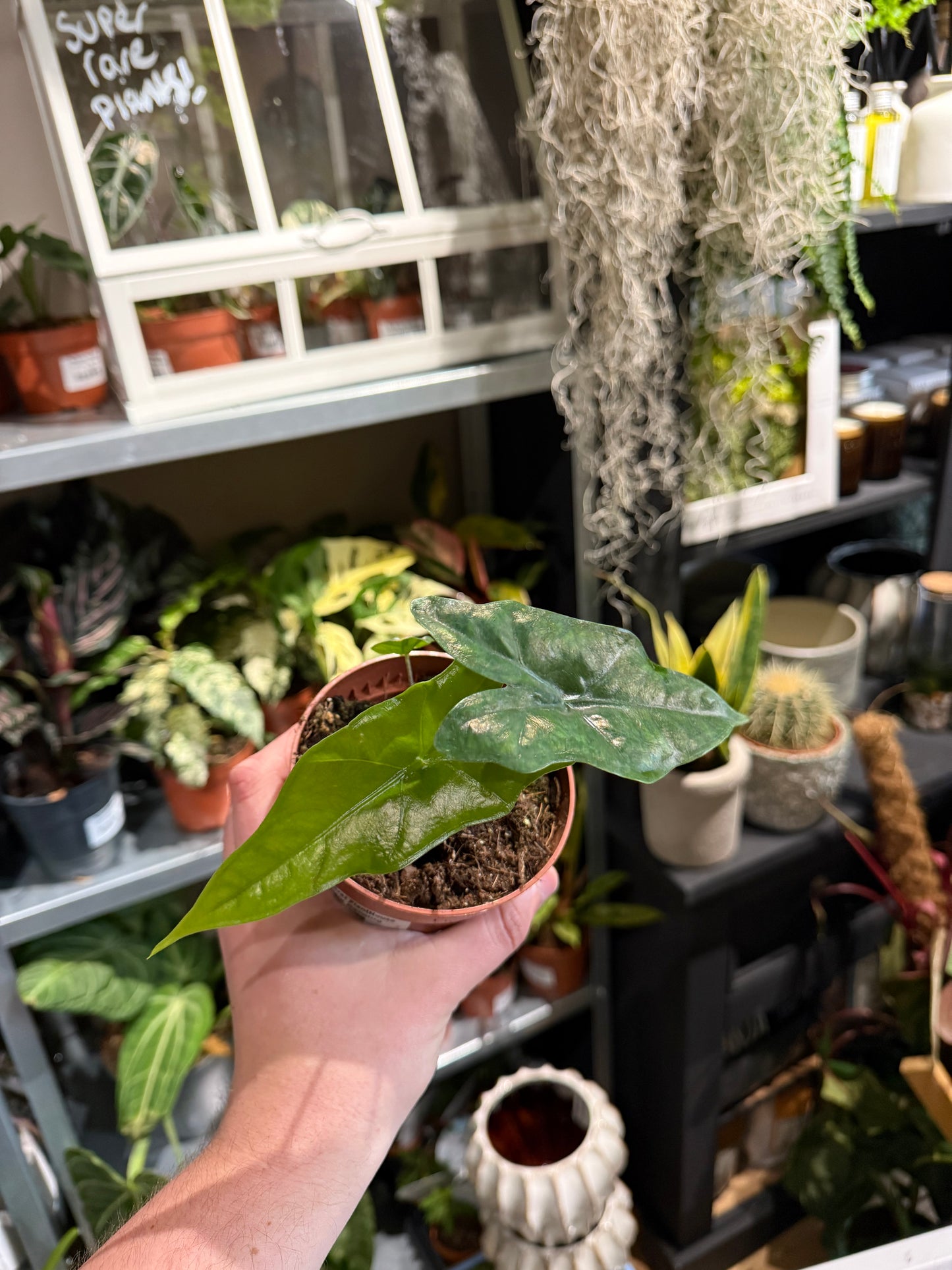 Alocasia plumbae ‘Batwing’ – Alocasia Batwing