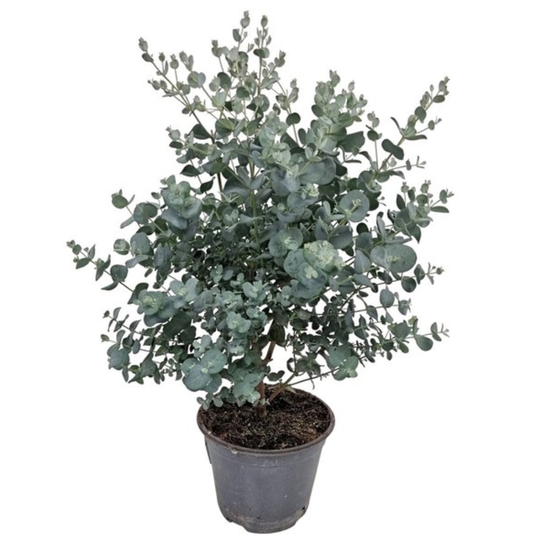 Eucalyptus gunnii Bush