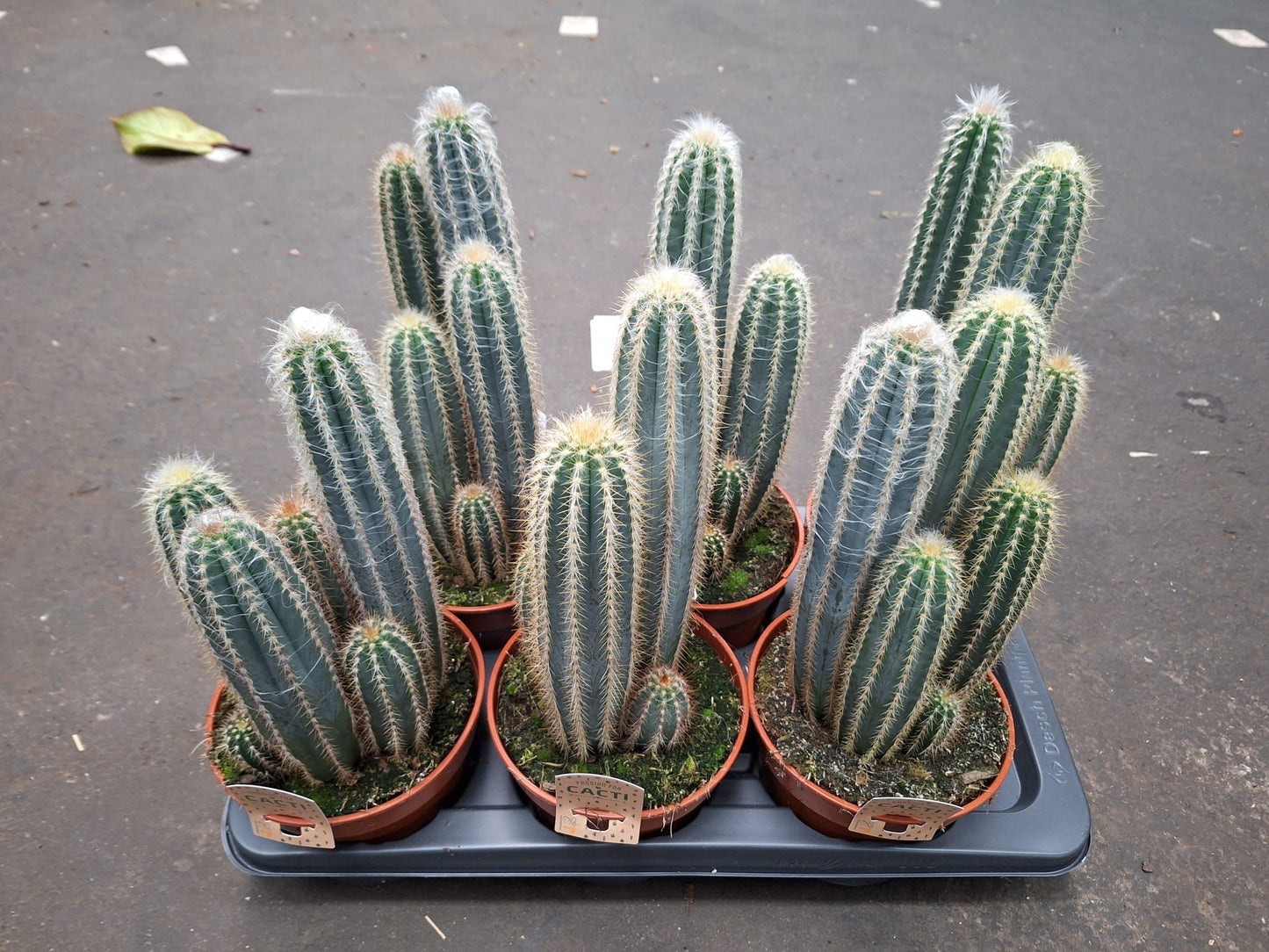 Pilosocereus Odilensis