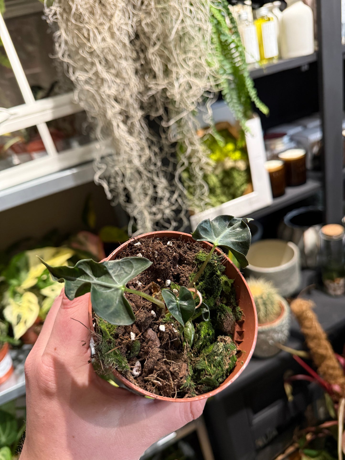 Alocasia ‘Loco’ – A Unique and Quirky Collectible