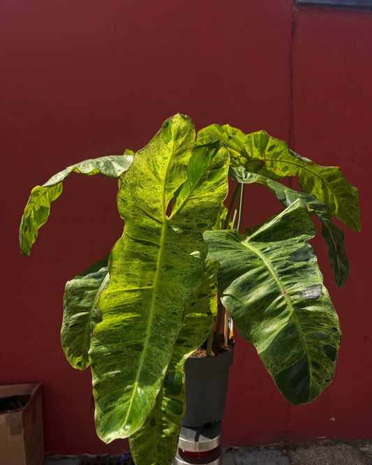 Philodendron ‘Paraiso Verde’ (Variegated)