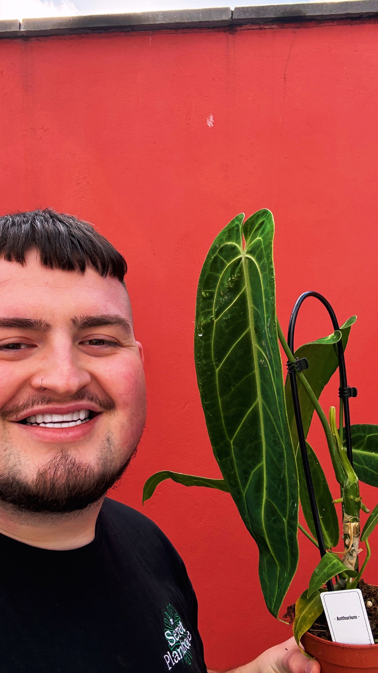 Anthurium Warocqueanum 50cm