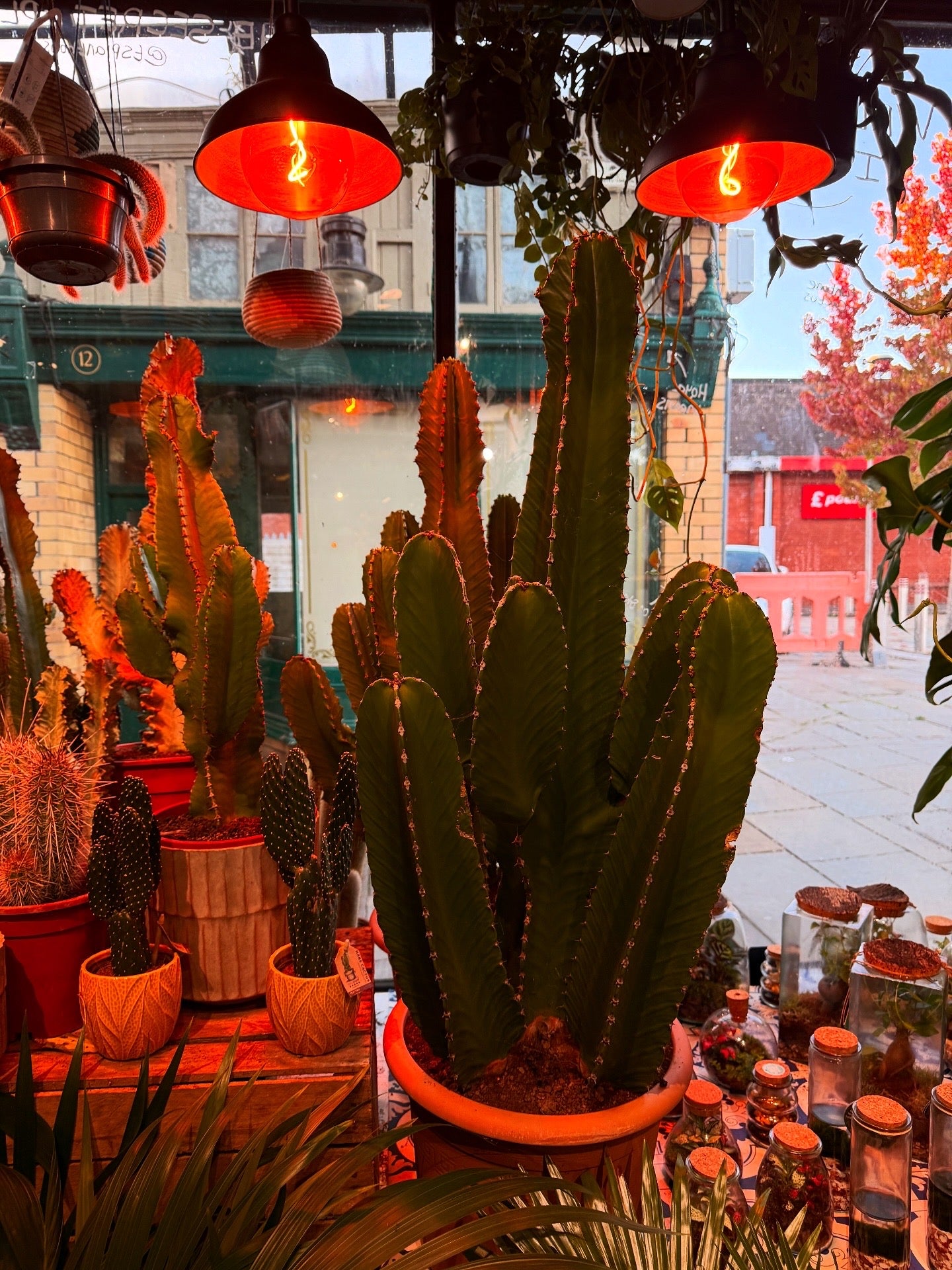 Euphorbia ingens