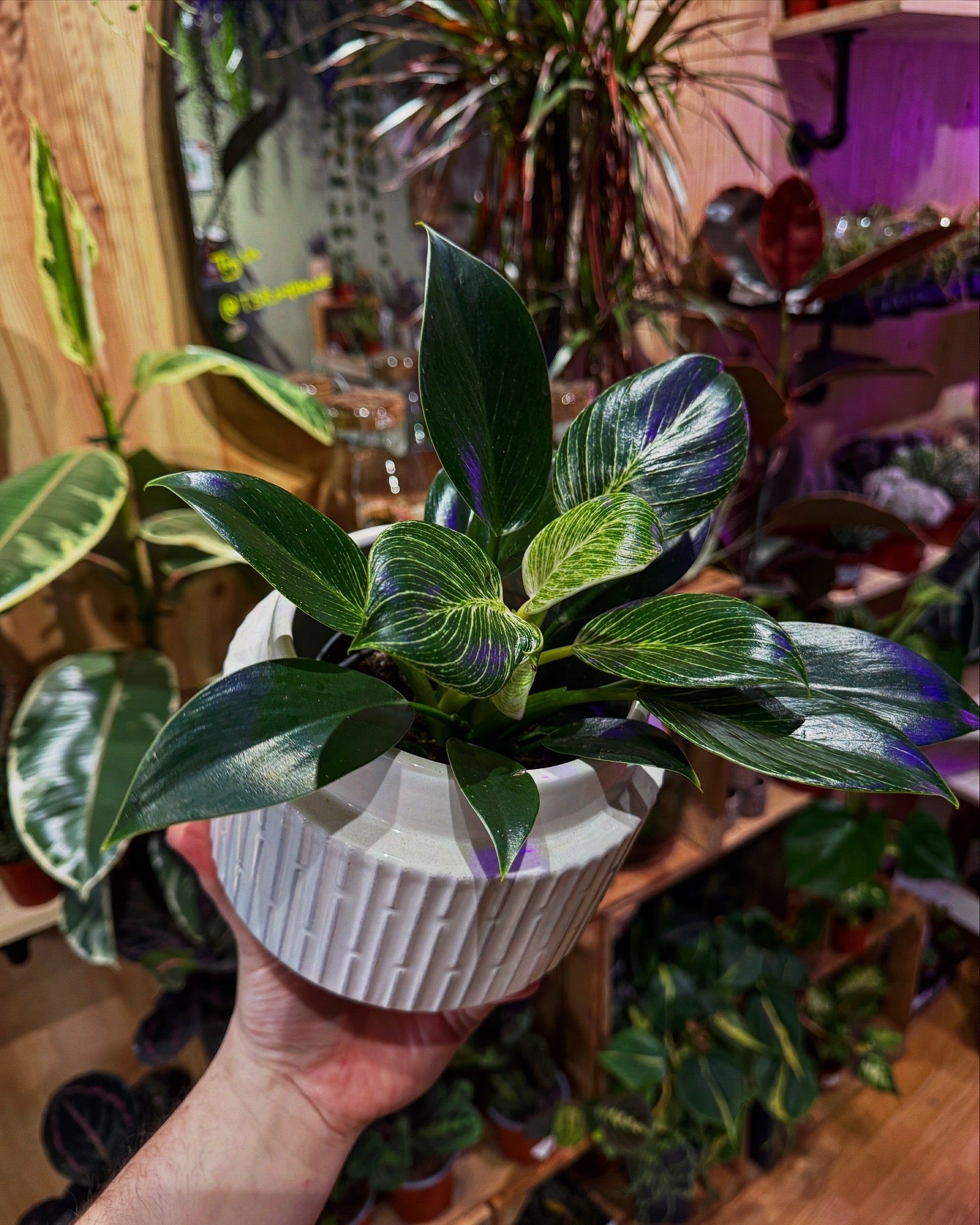 Philodendron White Vein