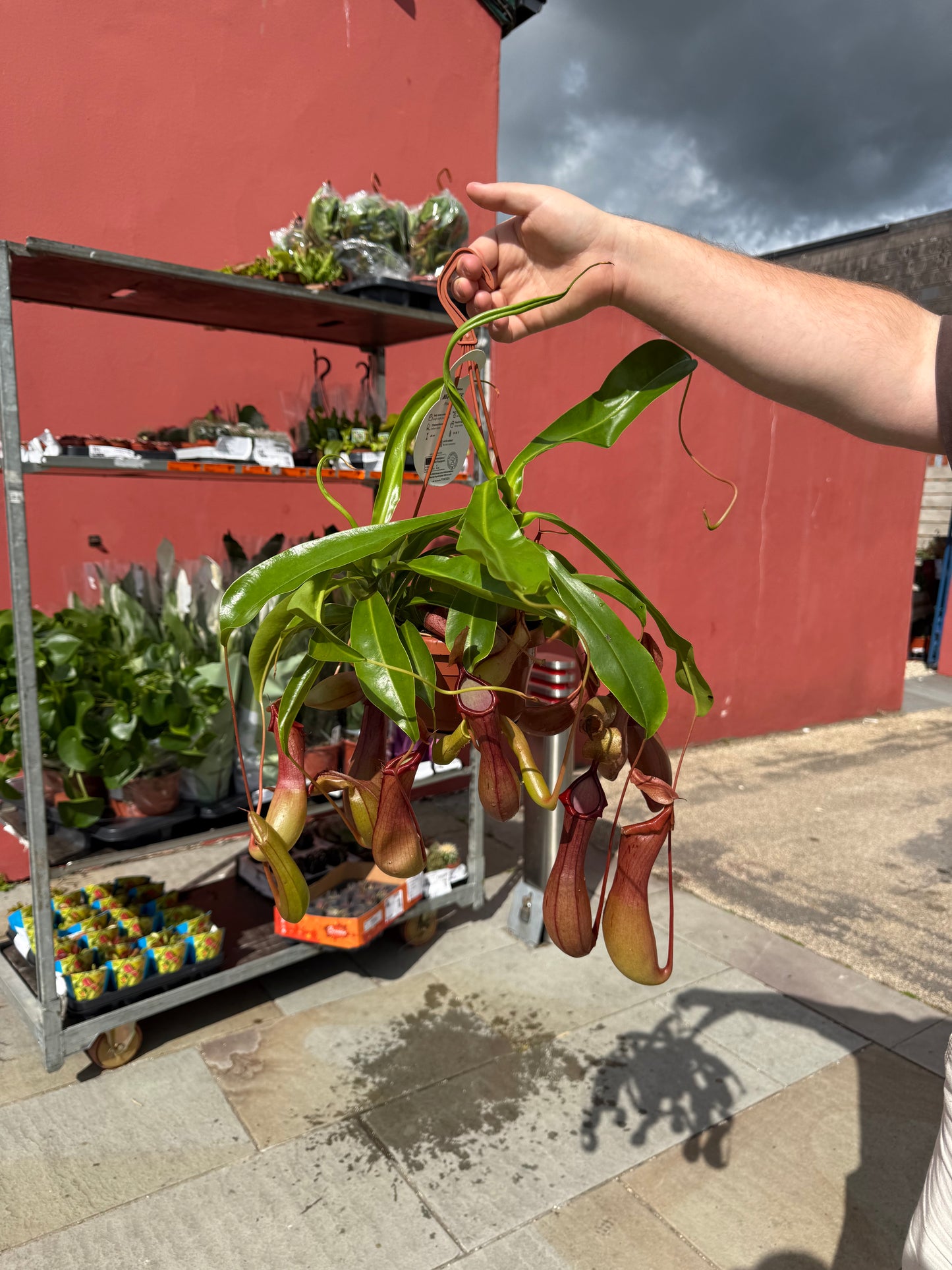 Nepenthes Alata Monkey Jars XXL 40cm