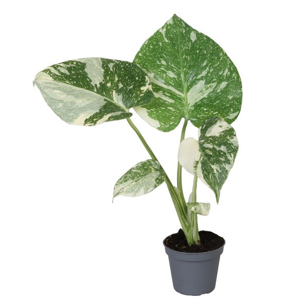 Monstera ‘Thai Constellation’