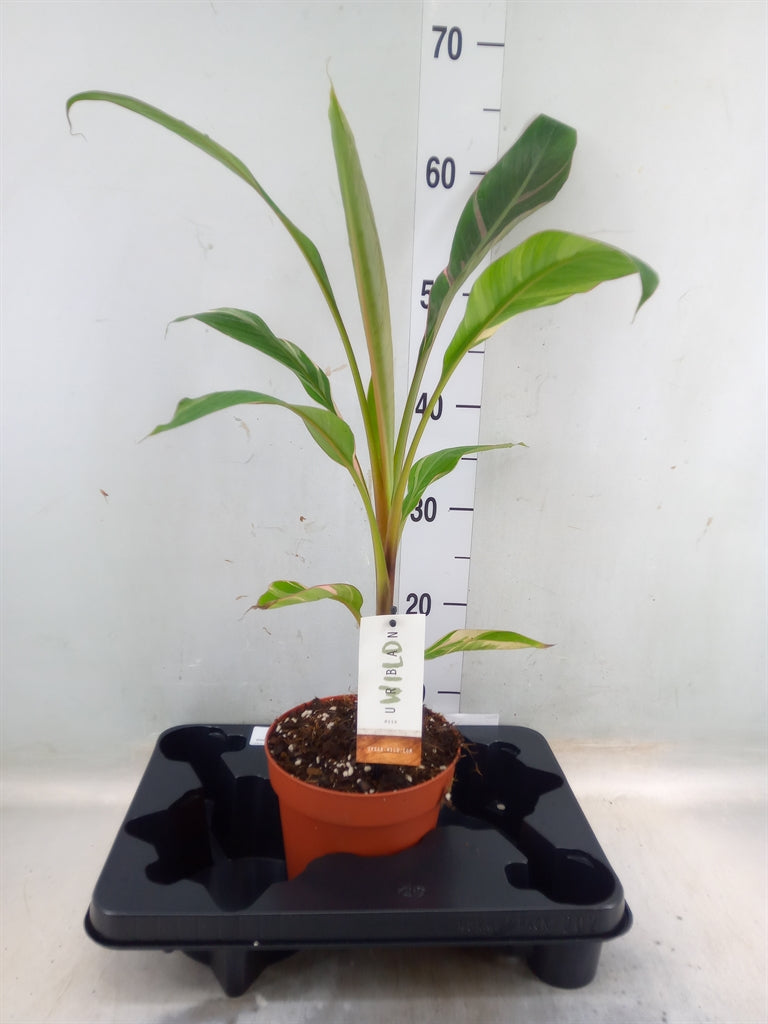 Musa ‘Nono Pink’ Variegated – The Ultimate Tropical Showstopper