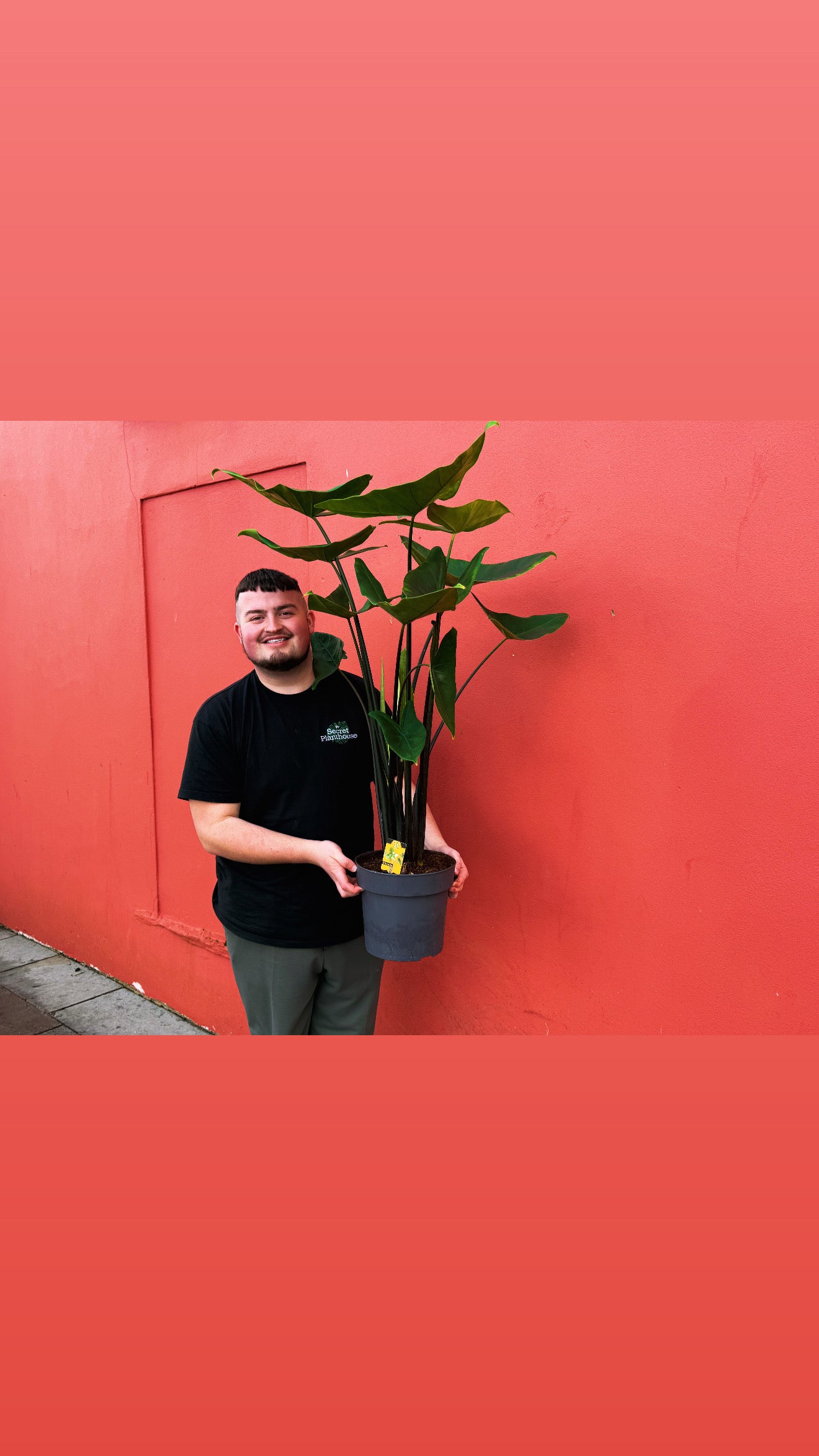 Alocasia Black Zebrina 130cm