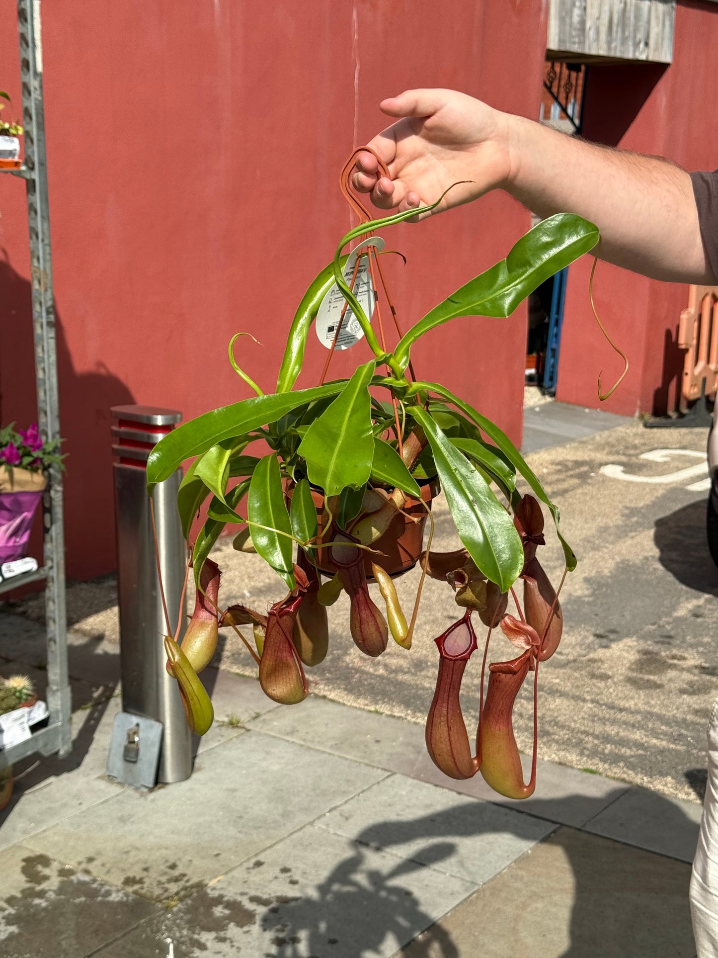 Nepenthes Alata Monkey Jars XXL 40cm