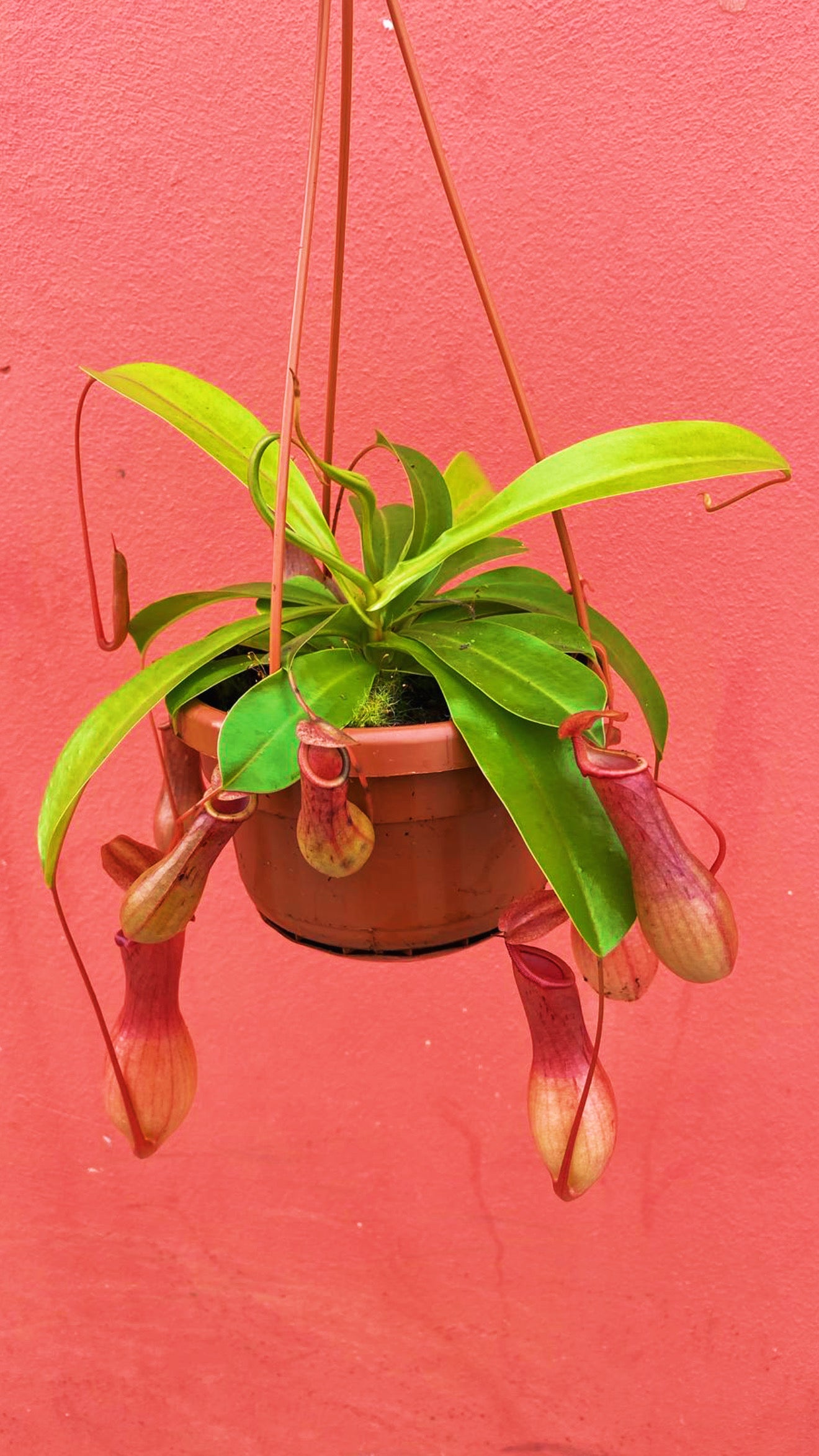 Nepenthes alata – Tropical Pitcher Plant
