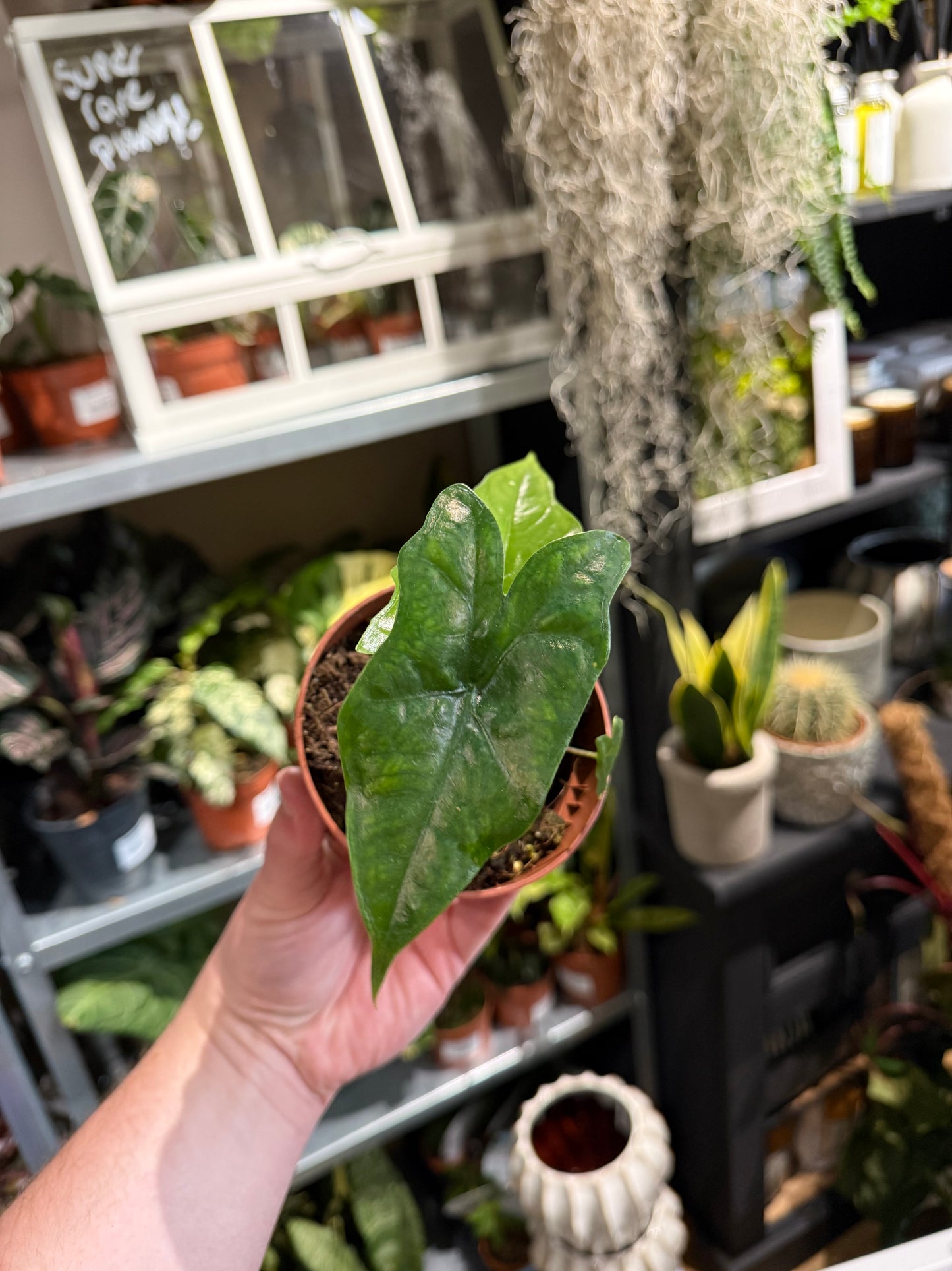 Alocasia plumbae ‘Batwing’ – Alocasia Batwing
