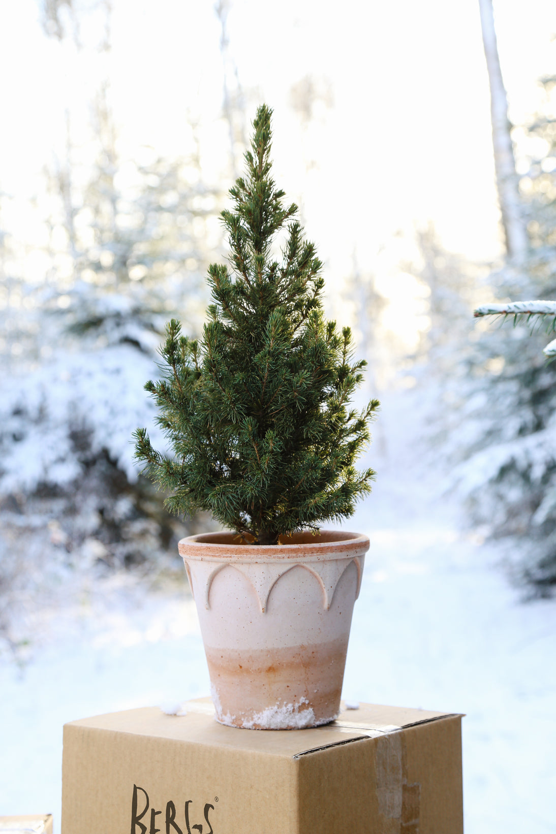 Bergs Potter Elizabeth RAW Rosa 18cm Pot