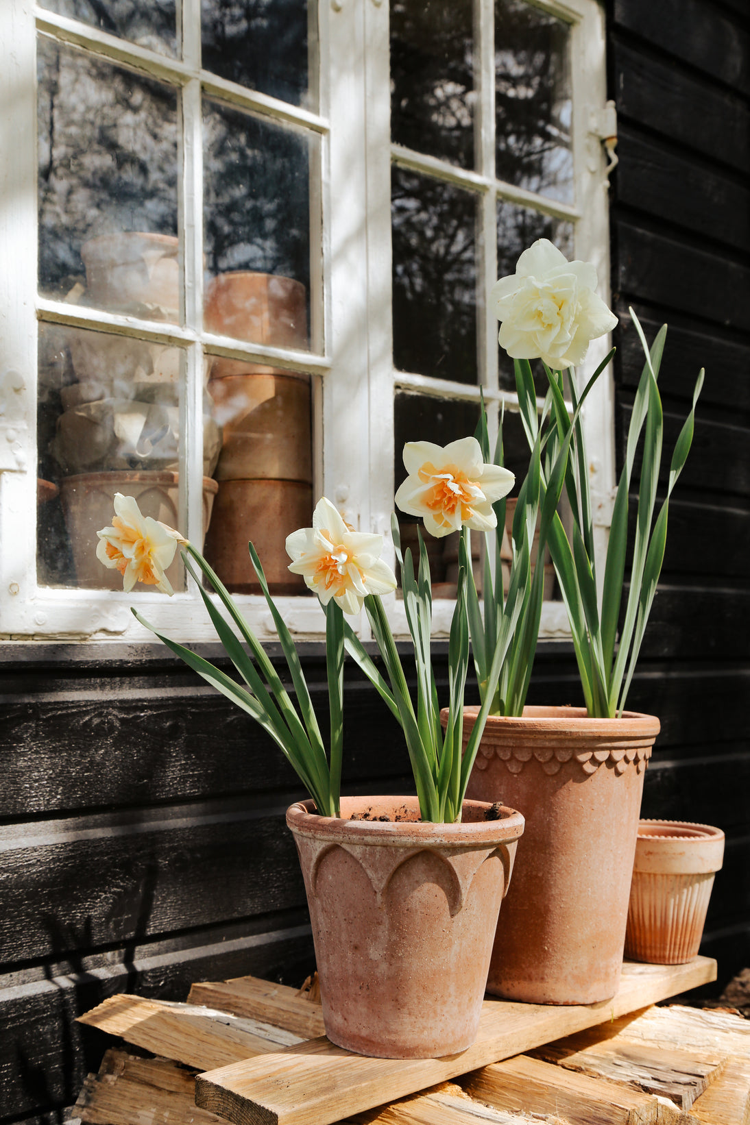Bergs Potter Elizabeth RAW Rosa 12cm Pot