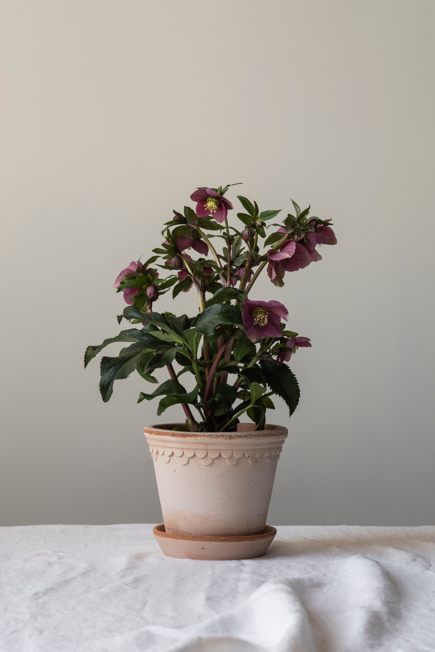 Bergs Potter Københavner RAW Rosa 10cm Pot