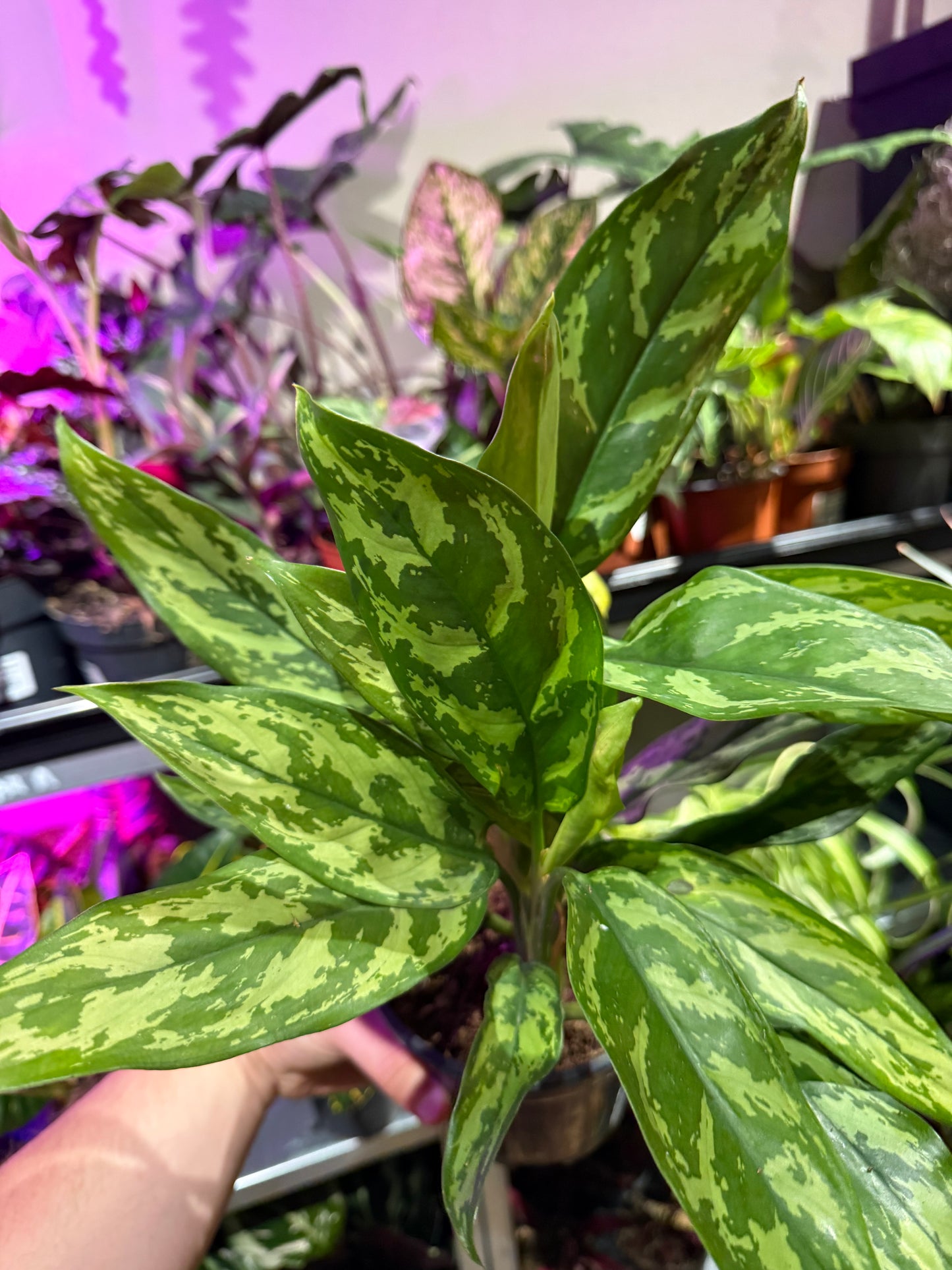 Aglaonema ‘Maria’