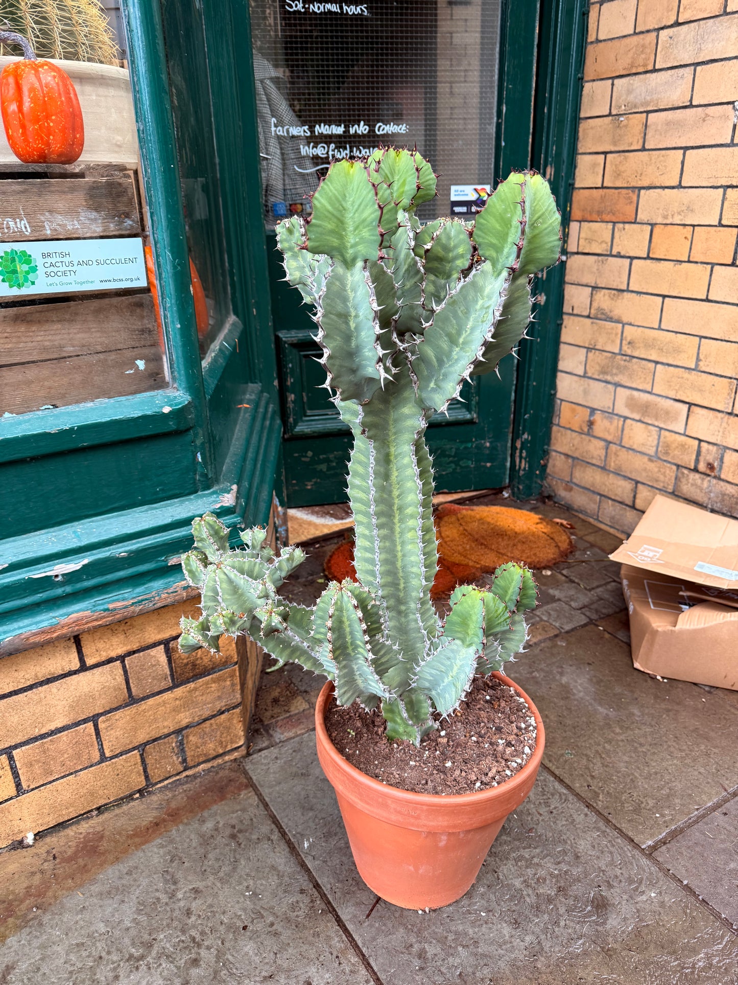 Euphorbia cooperi 31 cm pot