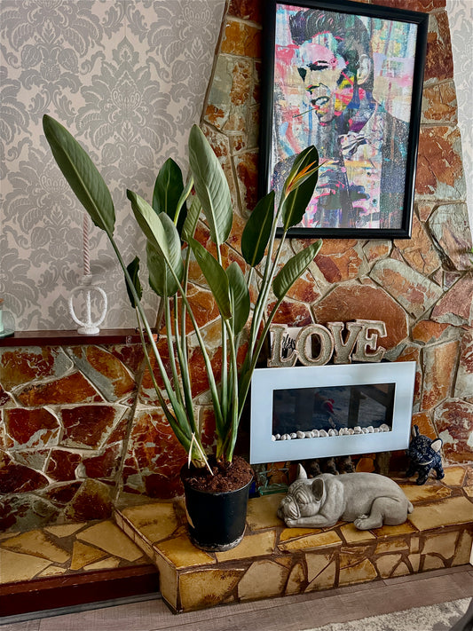 Strelitzia reginae – The Stunning Bird of Paradise 1+ flower