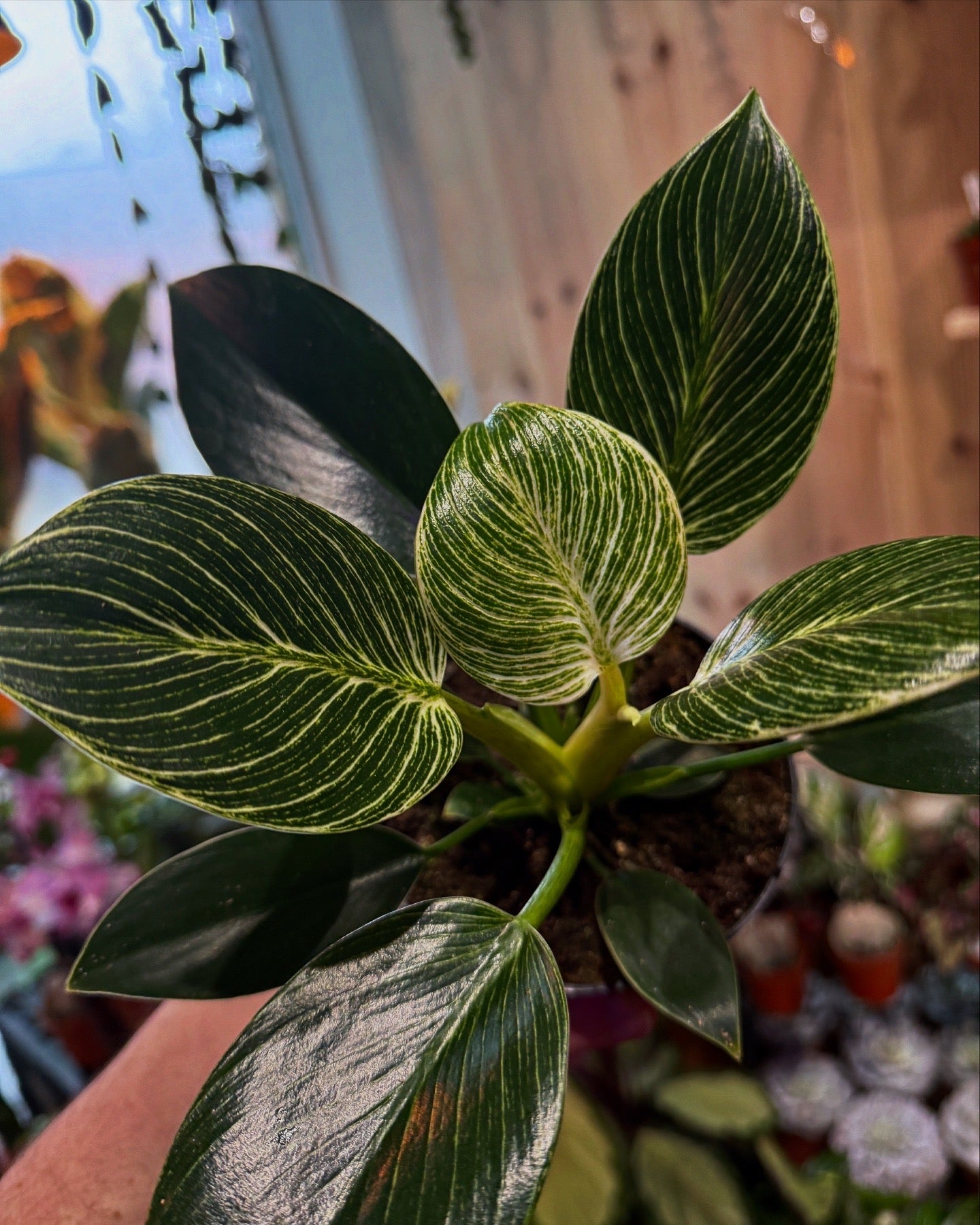 Philodendron White Vein