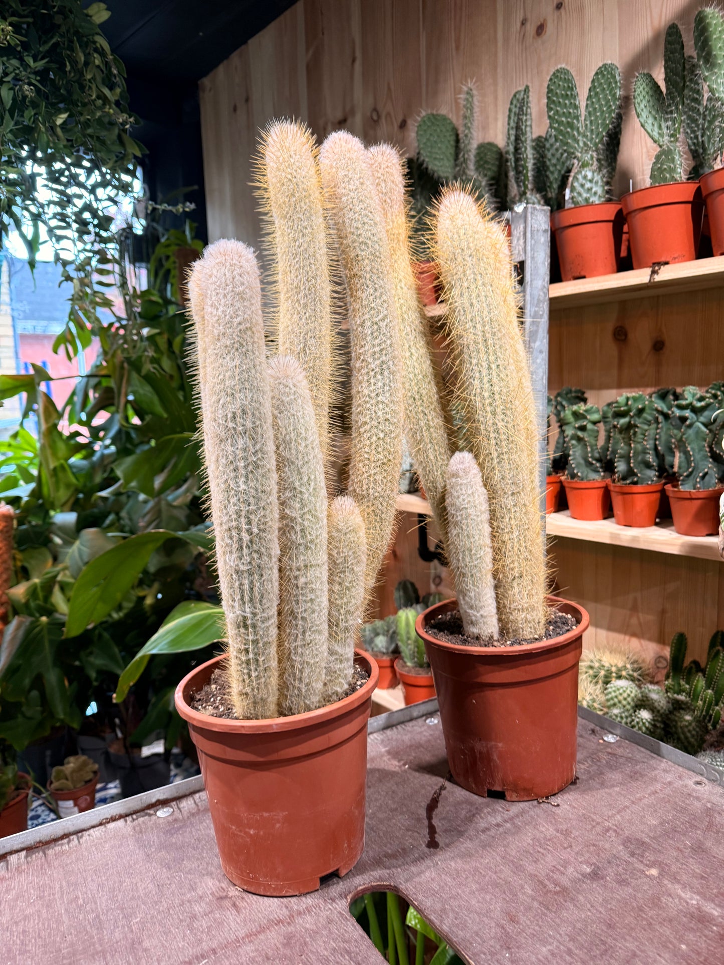 Austrocephalocereus dybowskii XXL