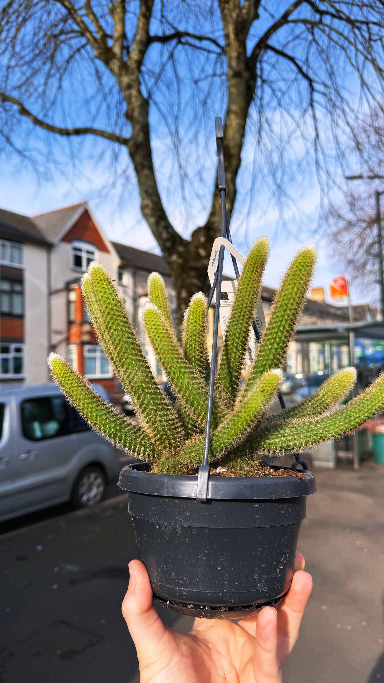 Hildewintera aureispina – Golden Rat/Monkey Tail Cactus