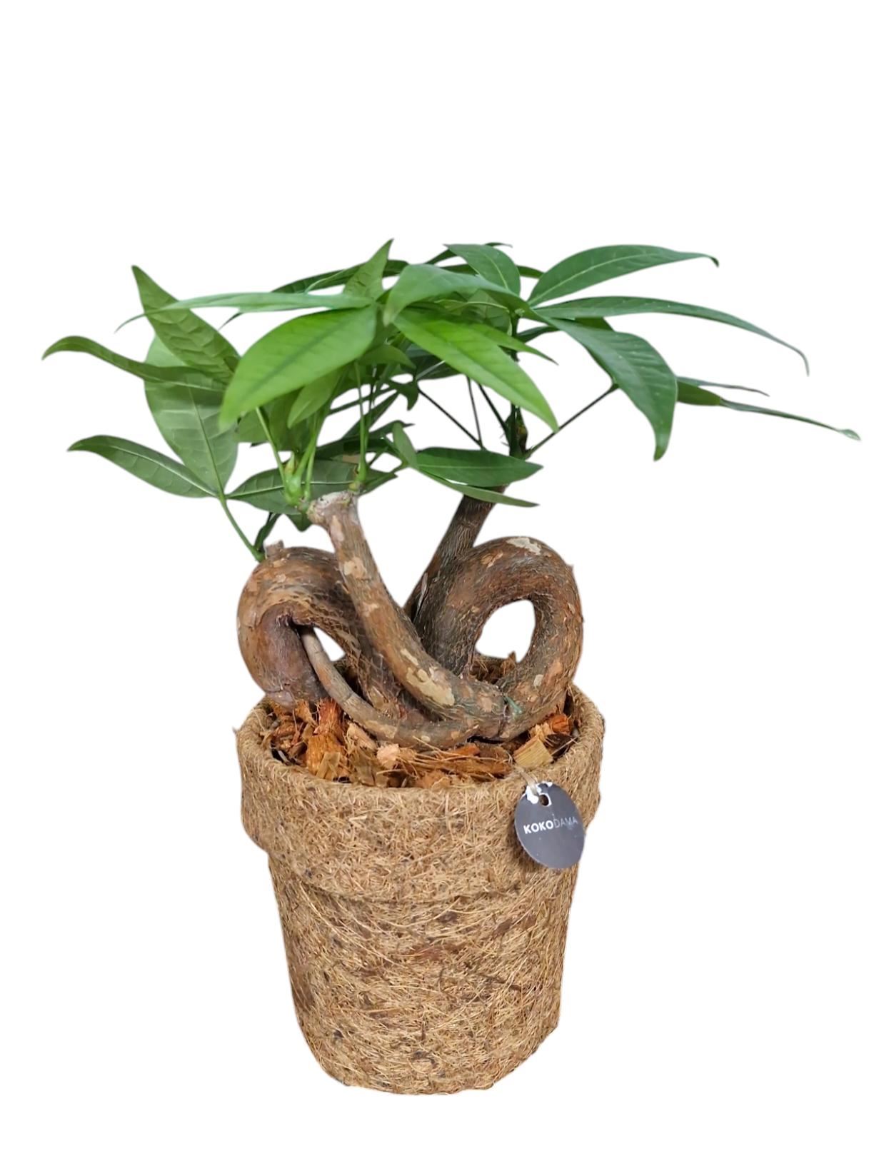 Pachira aquatica Bonsai Form in Coco Pot