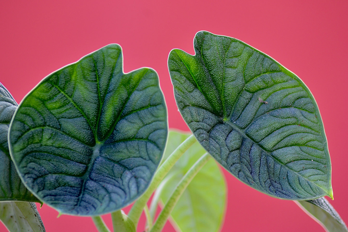 Alocasia melo