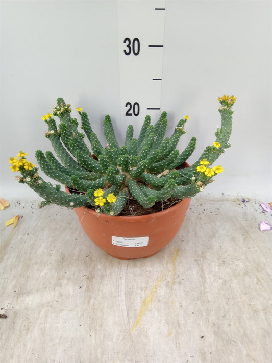 Euphorbia ‘Medusa’s Head’ (Euphorbia flanaganii)