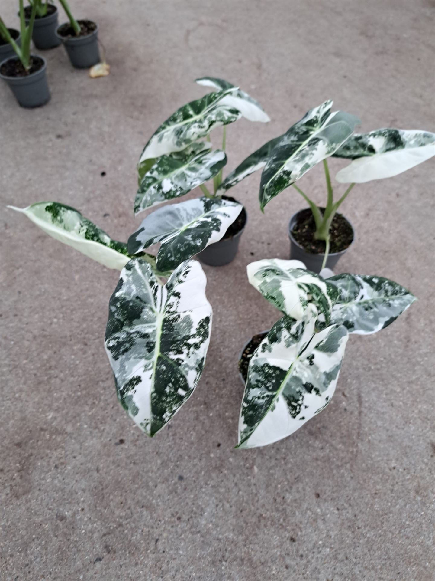 Alocasia Frydek Variegated – A Rare Tropical Gem