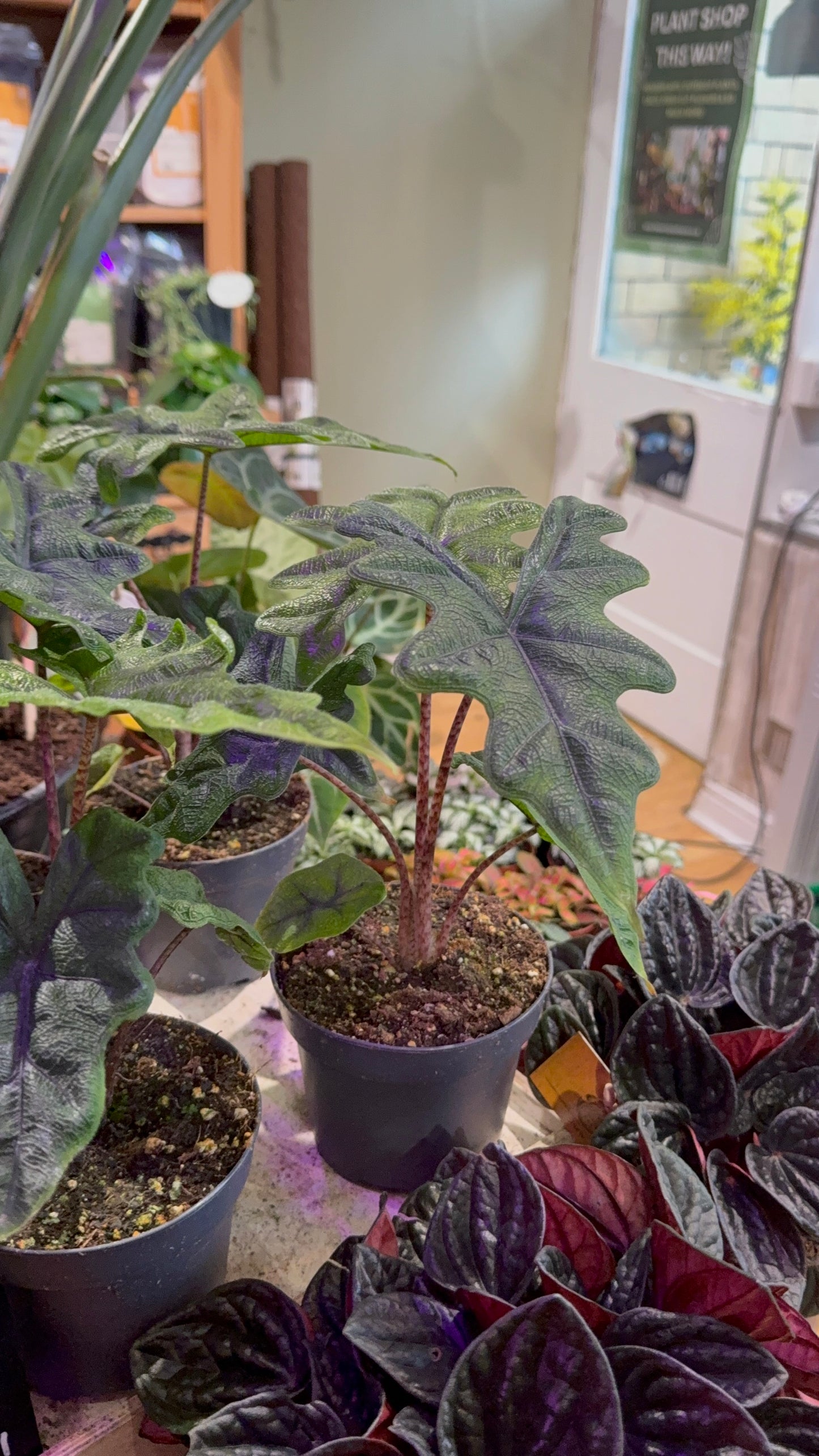 Alocasia ‘Jacklyn’
