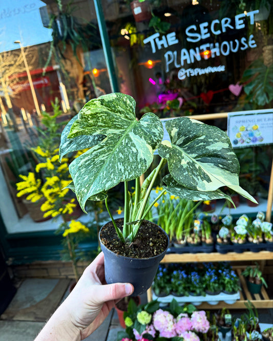 Monstera ‘Thai Constellation’