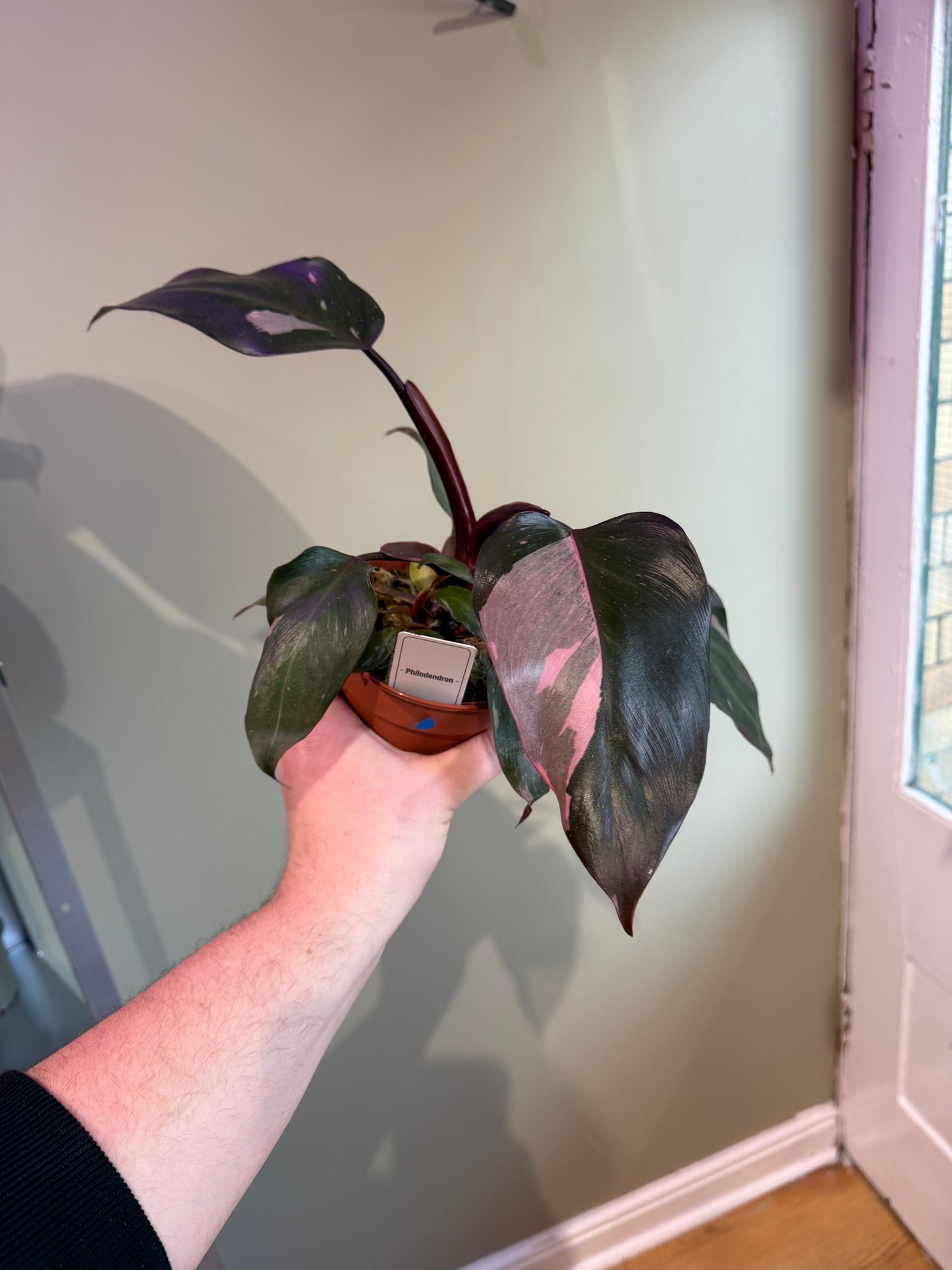 Philodendron Pink Princess (Large 50cm)