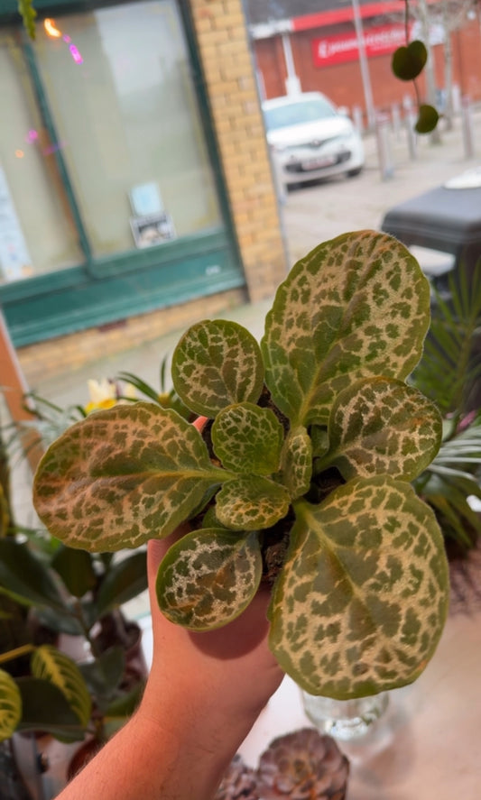 Primulina Pretty Turtle 20cm