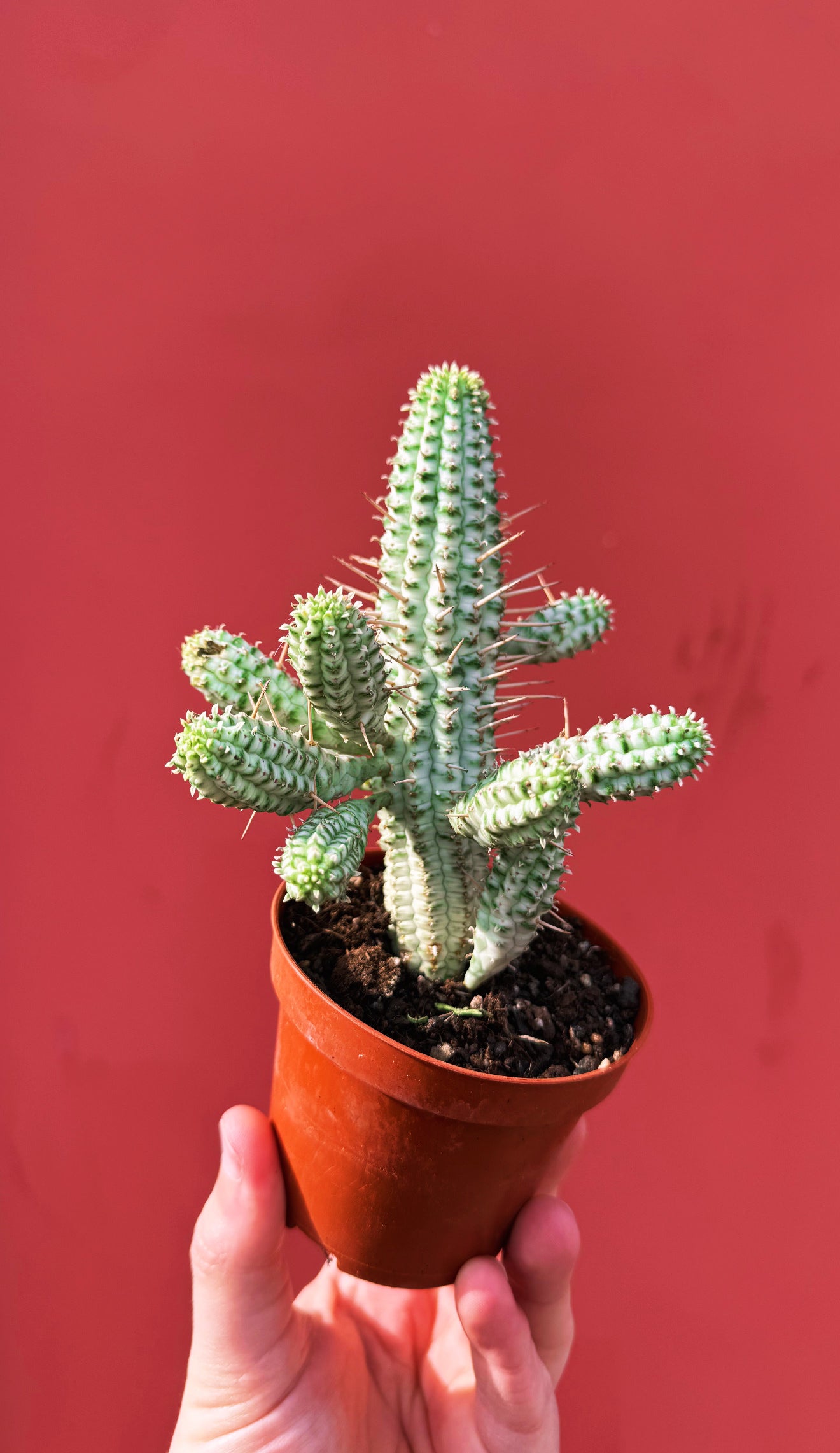 Euphorbia mammillaris 'Variegata'