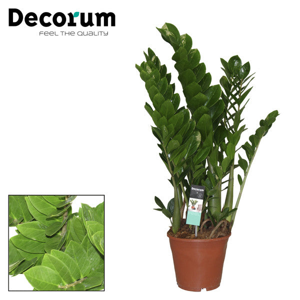 Zamioculcas zamiifolia - 45cm tall