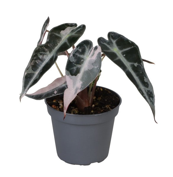 Alocasia ‘Bambino Pink Variegata’ – A Rare Collector’s Gem