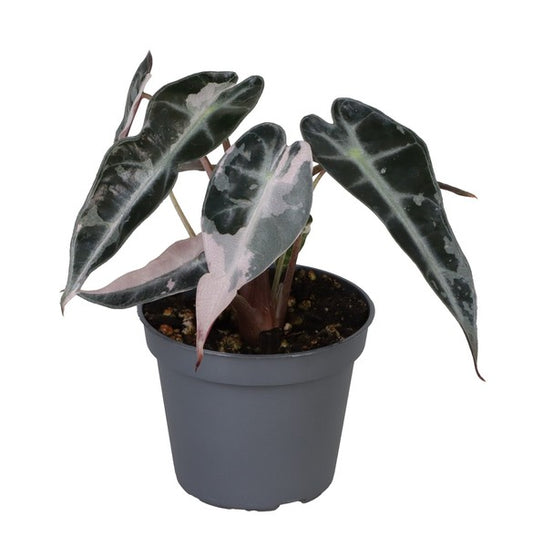 Alocasia ‘Bambino Pink Variegata’ – A Rare Collector’s Gem