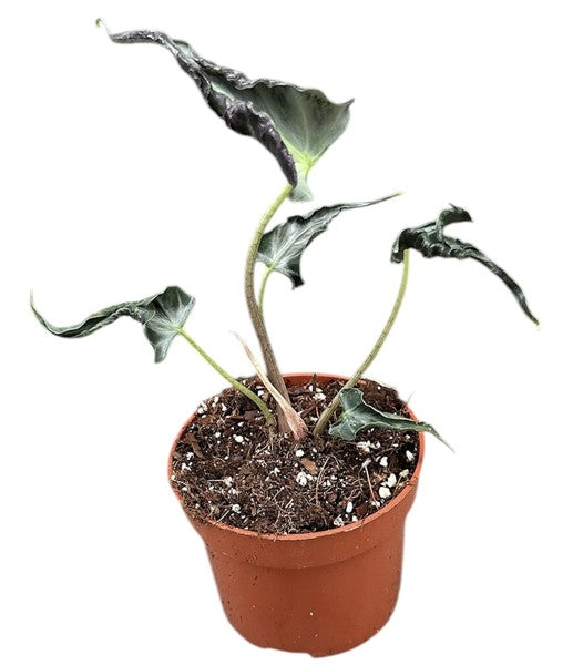 Alocasia ‘Loco’ – A Unique and Quirky Collectible
