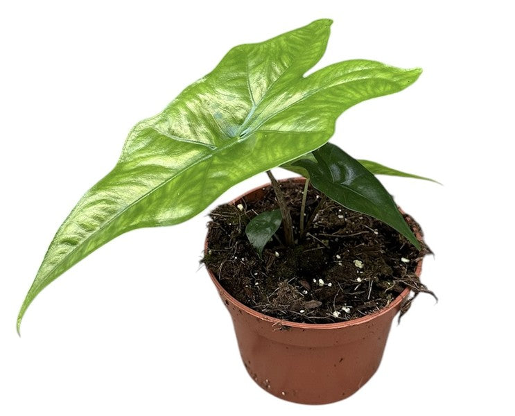 Alocasia plumbae ‘Batwing’ – Alocasia Batwing