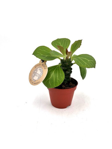 Euphorbia ritchiei