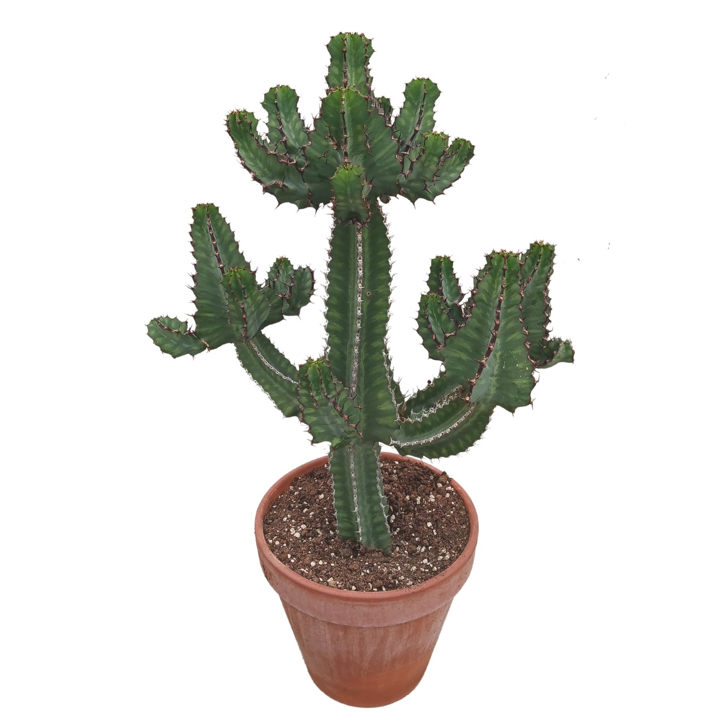 Euphorbia cooperi 31 cm pot