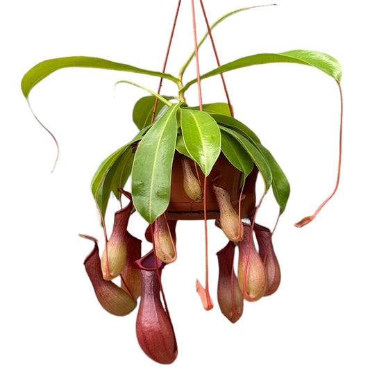 Nepenthes Alata Monkey Jars XXL 40cm