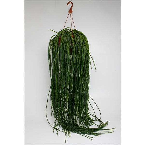 Rhipsalis paradoxa ‘Minor’ – The Cascading Jungle Beauty