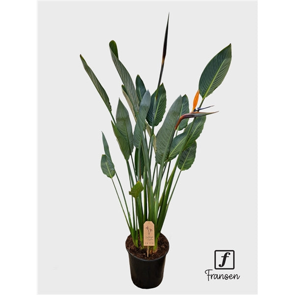 Strelitzia reginae – The Stunning Bird of Paradise 1+ flower