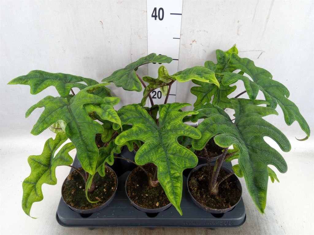 Alocasia ‘Jacklyn’