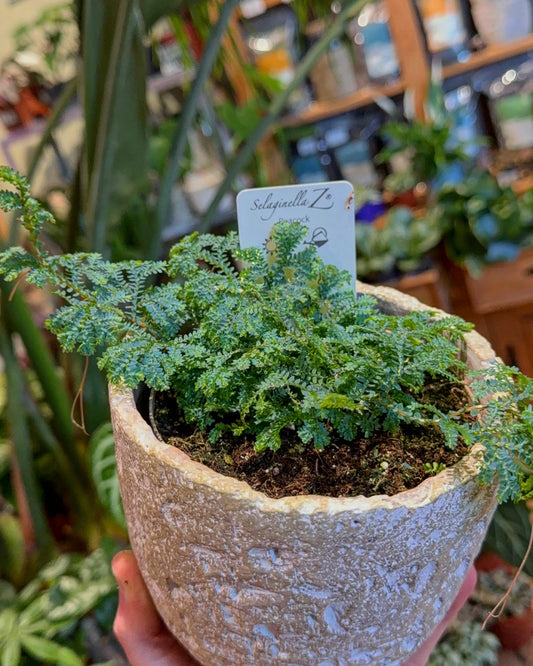 Selaginella ‘Peacock’ – Nature’s Living Tapestry