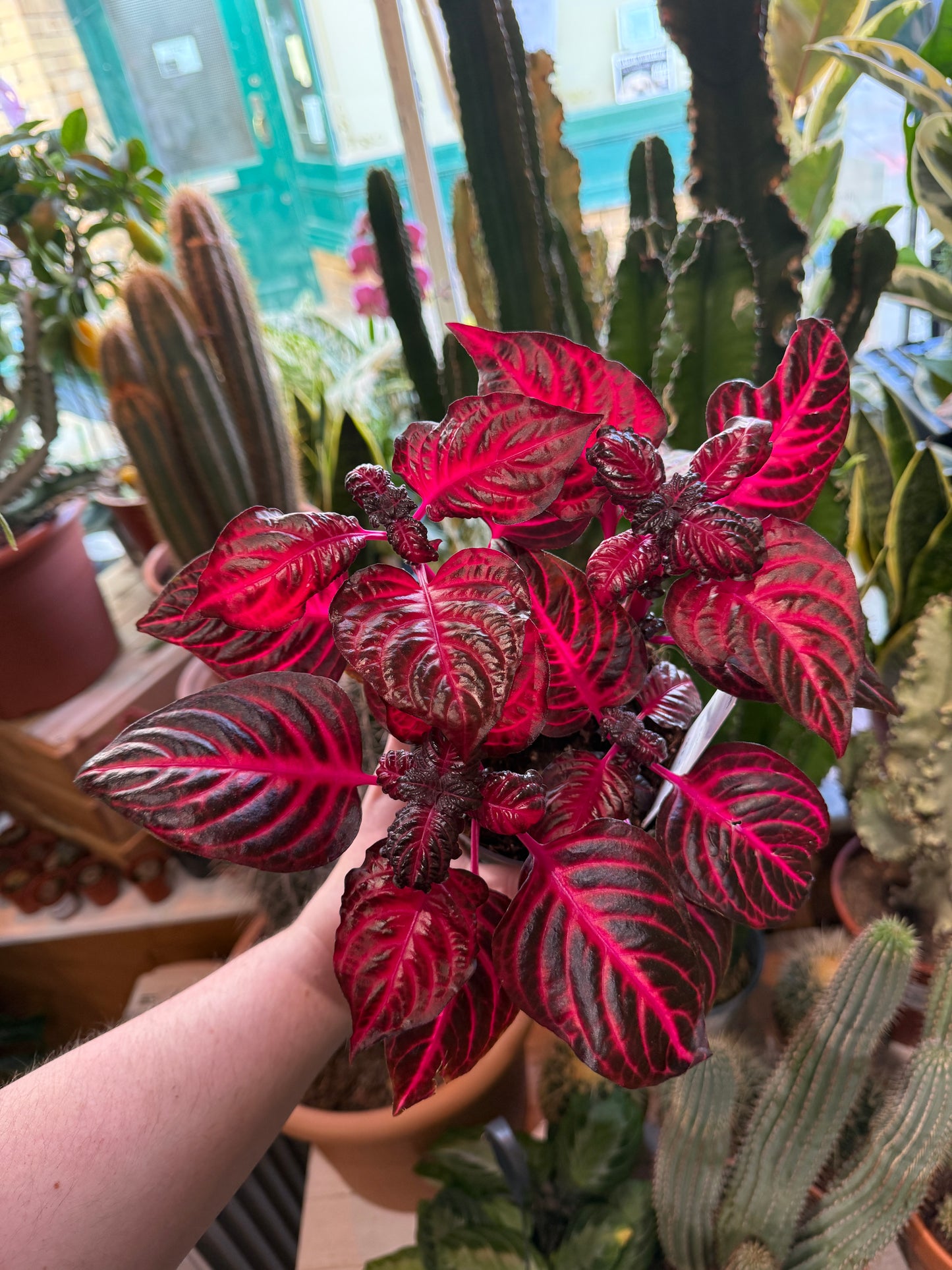 Iresine herbstii ‘Rich Redstar’
