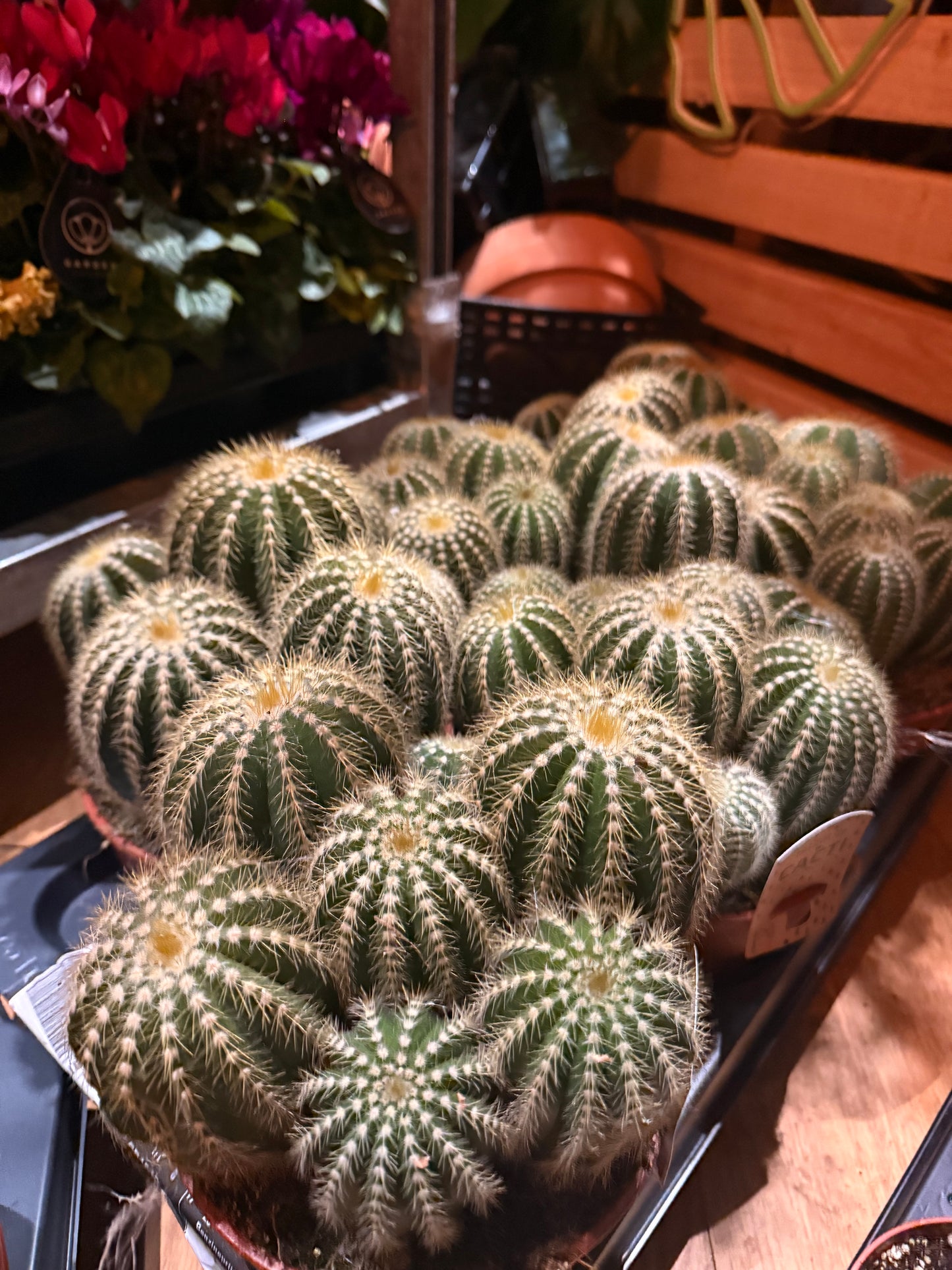Parodia Magnifica