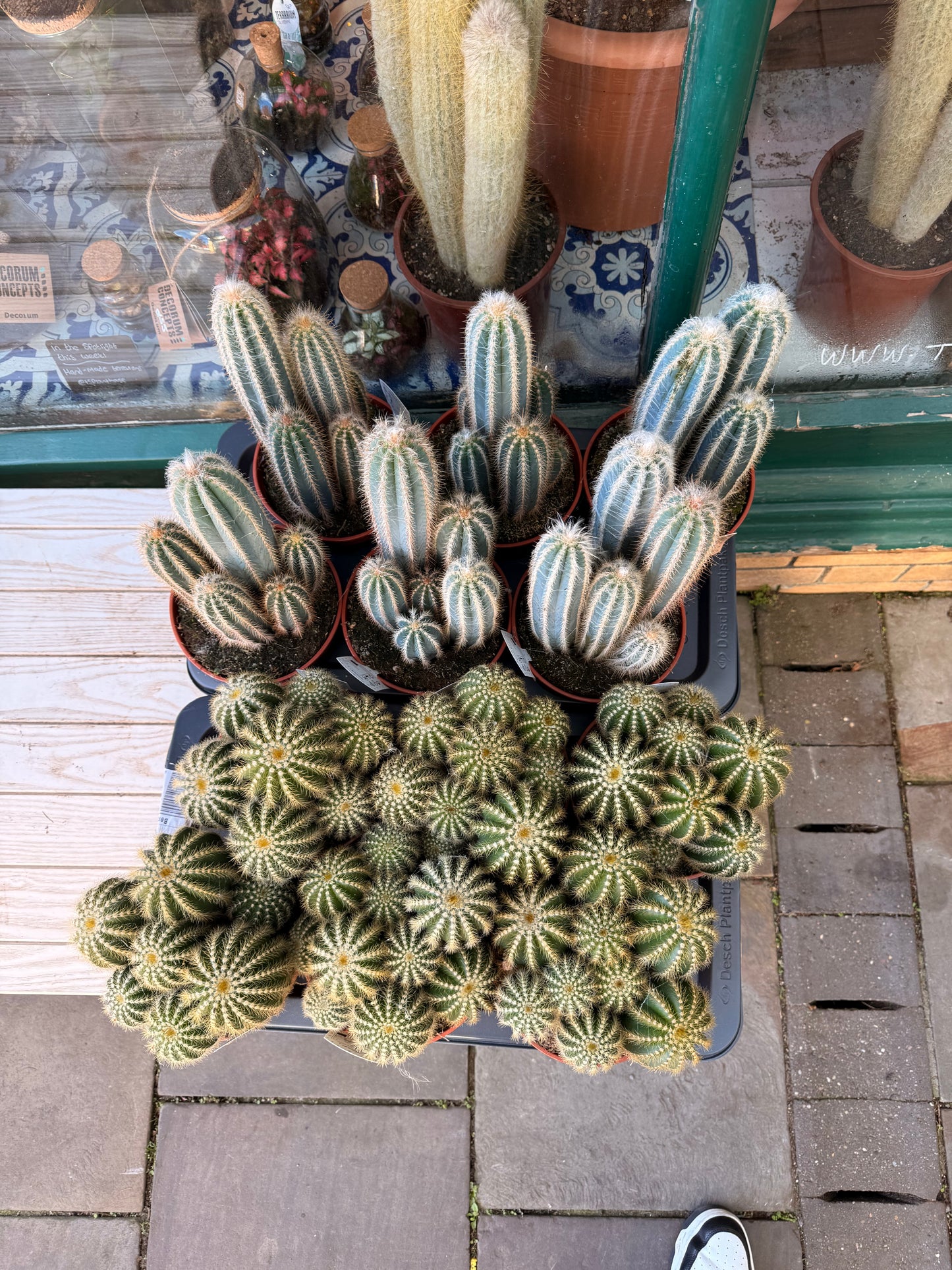 Parodia Magnifica